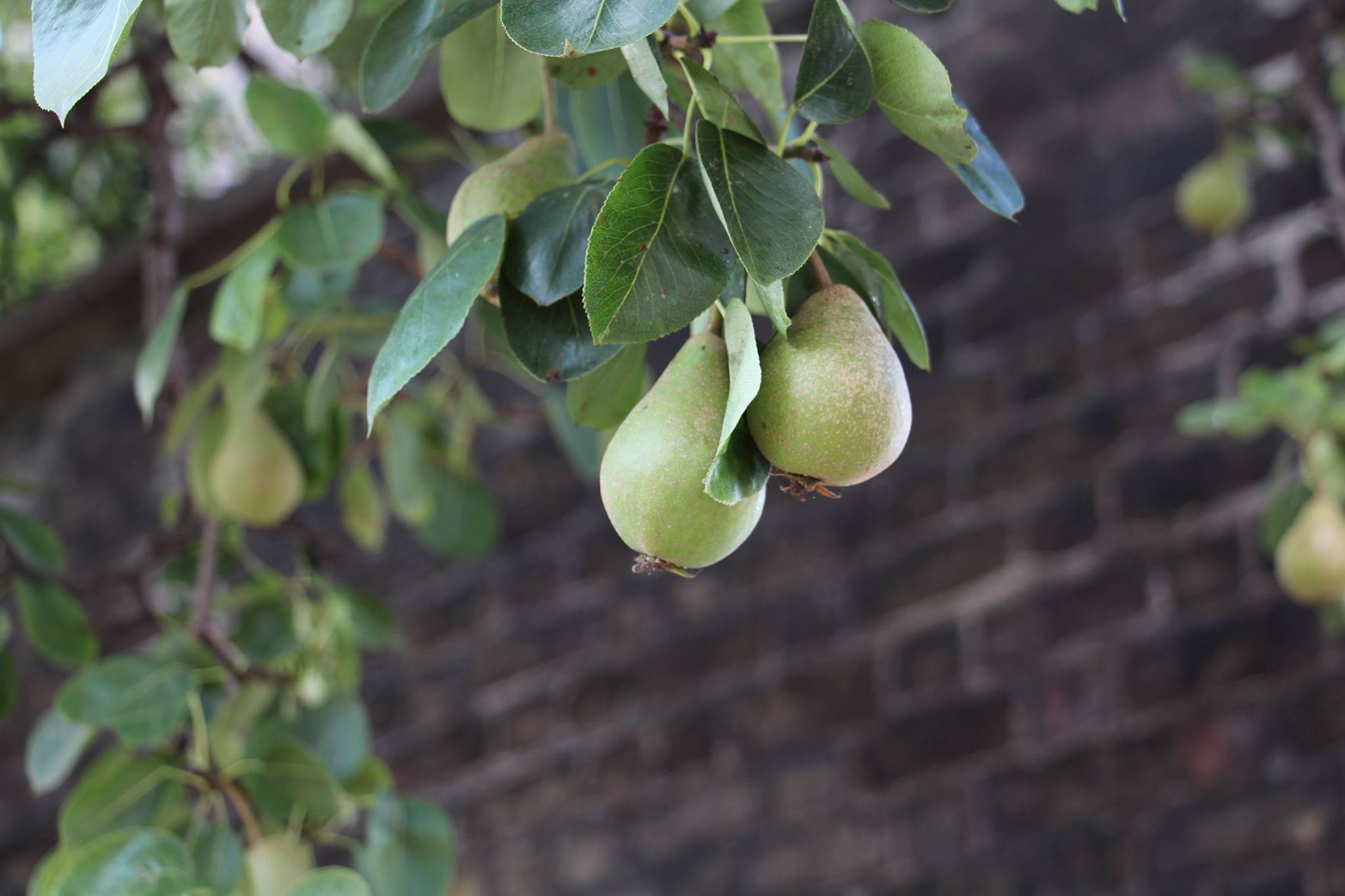 Close-up of pears growing on the pear tree beneath St Patrick's Tower