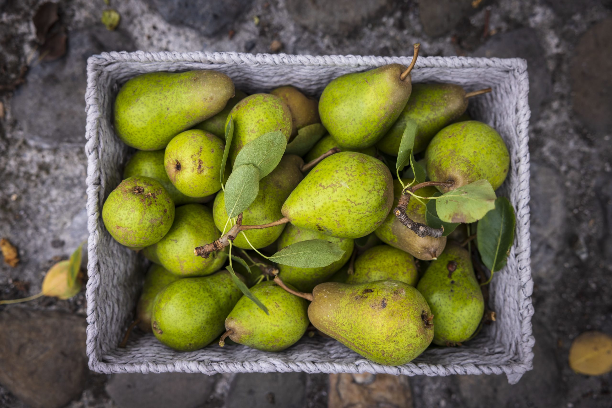 A square basket, full of green pears that were harvested from the tree at The Digital Hub